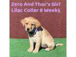 Labrador Retriever Puppy for sale in Twentynine Palms, CA, USA