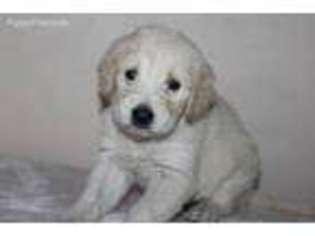 Goldendoodle Puppy for sale in Galena, MO, USA