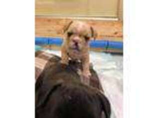 French Bulldog Puppy for sale in Hayward, WI, USA