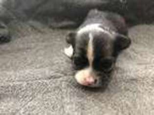 Chihuahua Puppy for sale in Temple, TX, USA