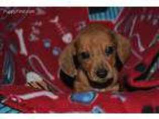 Dachshund Puppy for sale in Hollsopple, PA, USA