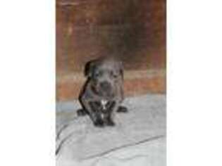 Medium Photo #1 Cane Corso Puppy For Sale in Denver, PA, USA