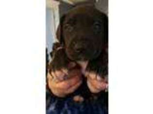 Great Dane Puppy for sale in Hartsville, SC, USA