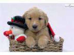 Golden Retriever Puppy for sale in Canton, OH, USA