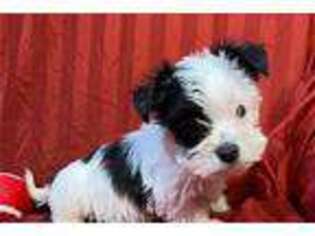 Mutt Puppy for sale in Columbia, MO, USA