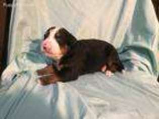 Bernese Mountain Dog Puppy for sale in Poplarville, MS, USA