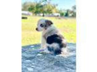 Australian Shepherd Puppy for sale in Wesley Chapel, FL, USA
