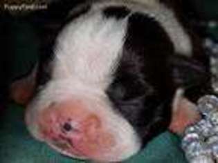 Boston Terrier Puppy for sale in Elkhorn, WI, USA
