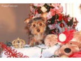 Yorkshire Terrier Puppy for sale in Larrabee, IA, USA