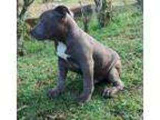Staffordshire Bull Terrier Puppy for sale in HEMPSTEAD, NY, USA