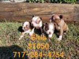 Boston Terrier Puppy for sale in Holtwood, PA, USA