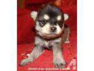 Siberian Husky Puppy for sale in ASTORIA, OR, USA