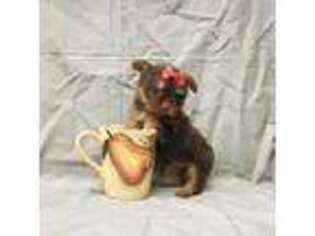 Yorkshire Terrier Puppy for sale in Bay Minette, AL, USA