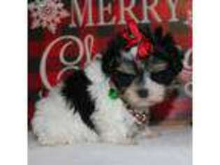Medium Photo #1 Mutt Puppy For Sale in Rising City, NE, USA