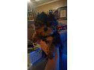 Yorkshire Terrier Puppy for sale in Denton, TX, USA