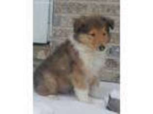 Collie Puppy for sale in Caledonia, IL, USA