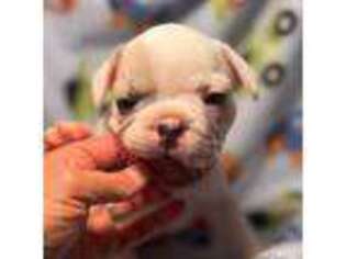 French Bulldog Puppy for sale in Stanwood, MI, USA