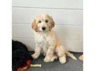 Goldendoodle Puppy for sale in Holton, KS, USA