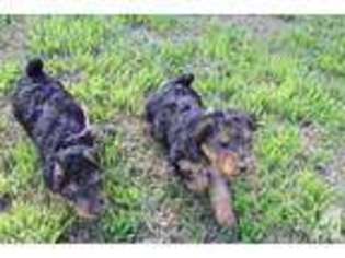 Welsh Terrier Puppy for sale in HANFORD, CA, USA
