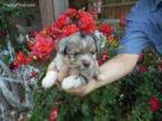 Miniature Australian Shepherd Puppy for sale in Kaufman, TX, USA