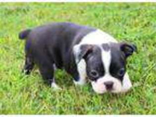 Boston Terrier Puppy for sale in Montevideo, MN, USA