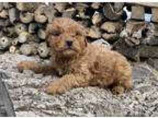 Goldendoodle Puppy for sale in Springtown, TX, USA