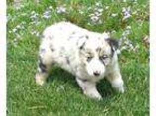 Australian Shepherd Puppy for sale in Modoc, IN, USA