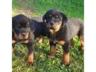 Rottweiler Puppy for sale in Coulterville, CA, USA