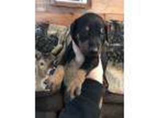 Doberman Pinscher Puppy for sale in Windsor, NY, USA