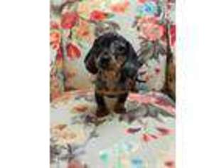 Dachshund Puppy for sale in Plano, TX, USA