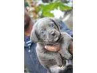 Cane Corso Puppy for sale in Sanford, FL, USA