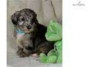 Labradoodle Puppy for sale in Ocala, FL, USA