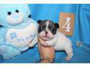 French Bulldog Puppy for sale in Newton, NC, USA