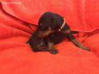 Doberman Pinscher Puppy for sale in Sandy, UT, USA
