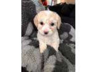 Cavapoo Puppy for sale in Tinley Park, IL, USA