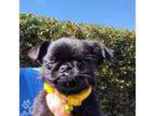 Brussels Griffon Puppy for sale in Mcdonough, GA, USA