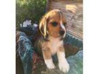 Beagle Puppy for sale in Modesto, CA, USA