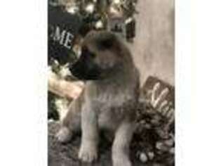 Akita Puppy for sale in Pampa, TX, USA
