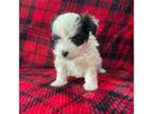 Yorkshire Terrier Puppy for sale in Mather, CA, USA