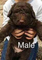 Labradoodle Puppy for sale in Austin, TX, USA