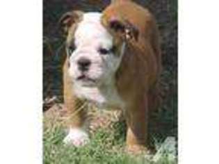 Bulldog Puppy for sale in SEDGWICK, KS, USA