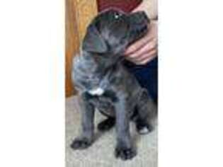 Cane Corso Puppy for sale in Sunbury, PA, USA