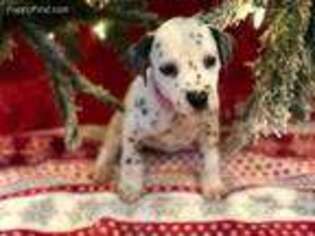 Dalmatian Puppy for sale in Fred, TX, USA