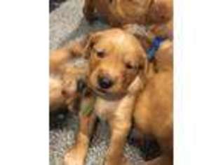 Golden Retriever Puppy for sale in Texarkana, TX, USA