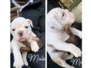 Bulldog Puppy for sale in Decatur, GA, USA