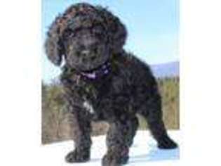 Goldendoodle Puppy for sale in Morganton, NC, USA