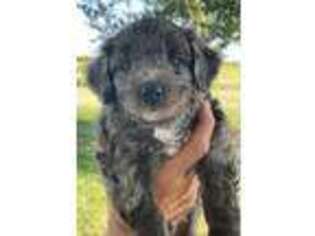 Mutt Puppy for sale in Anson, TX, USA