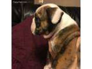 Bulldog Puppy for sale in Lignum, VA, USA