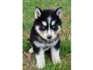 Siberian Husky Puppy for sale in Youngsville, NC, USA