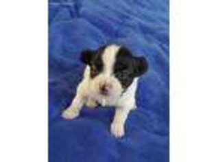 Papillon Puppy for sale in Coaldale, PA, USA